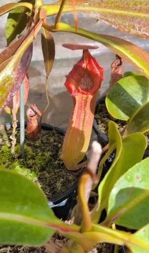 Planta Carnivora Nepenthes