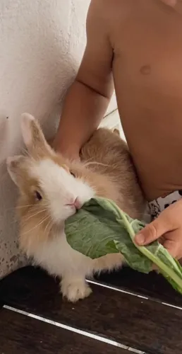 COELHO MINI LION ADULTO