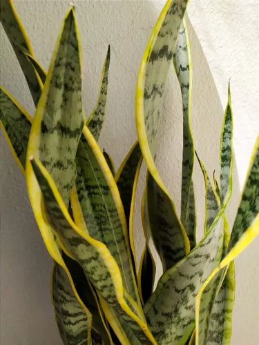 Espada de Sta. Rita - R$ 45,00.