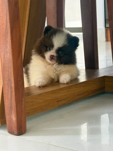 Spitz Alemão Anão fêmea / Lulu da Pomerania 