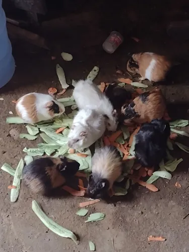 Porquinhas na promoção fêmea e macho