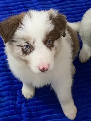 Border collie fêmea merle olhos claros pedigree cbkc