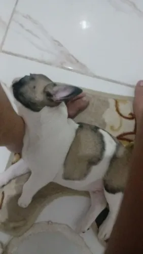 Vendo um filhote de Bulldog francês dois meses macho com duas doses de vacina e cartão 