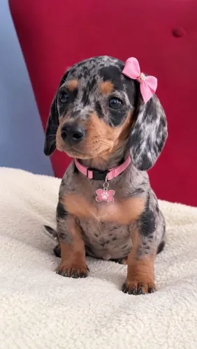 Dachshund Fêmea - Arlequim