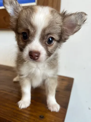 Chihuahua machos