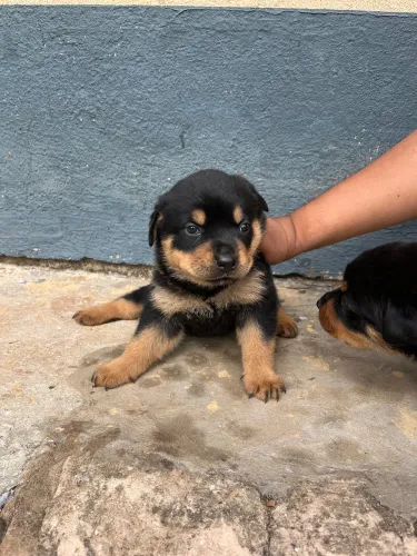 Rottweiler