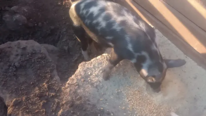 Leitoa pial partindo pra marroa