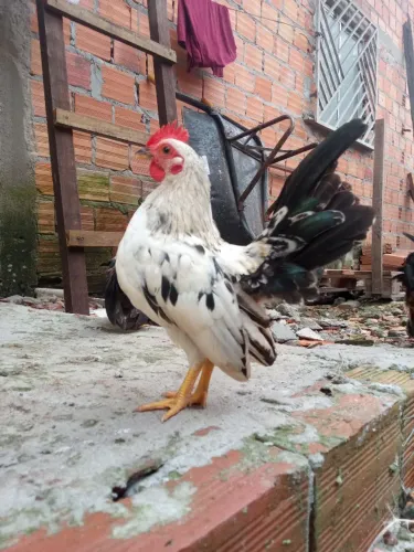 Galinha garnize 