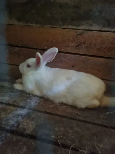Vendo coelho Macho