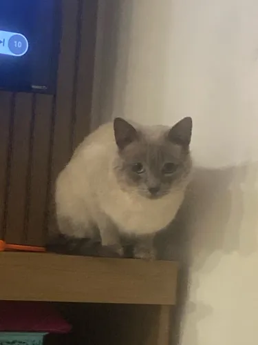 Doação gato