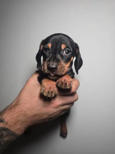 Dachshund, Basset, Cofap, teckel