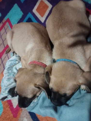 Pug mestiços 