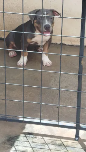 Filhote American Bully Macho com Pedigree