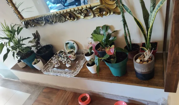 Plantas e suculentas 