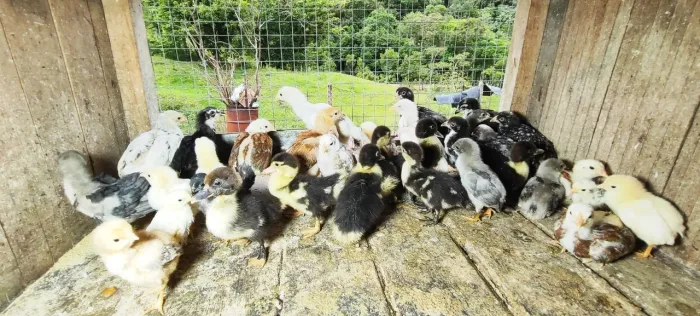 Pintinhos e patinhos 