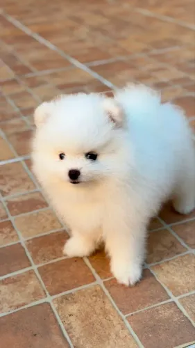 Spitz Alemão Fêmea