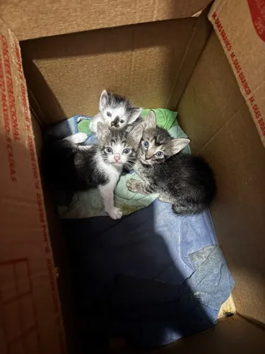 Gatinhos para adoção