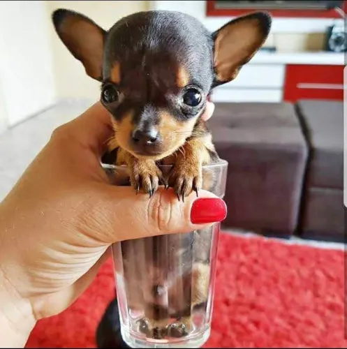 Pincher zero pronto entrega Fêmea e macho aceita cartão parcela ate 12 vezes e entrega 