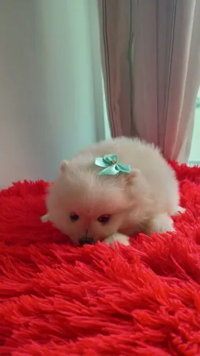 Spitz Alemão fêmea