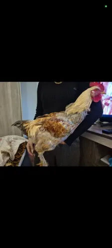 Galo brahma 