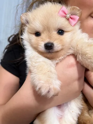 Lulu da Pomerania