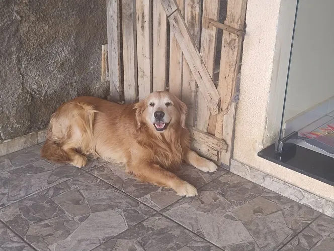 Golden Retriever