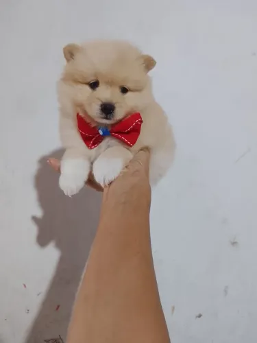 Filhote de Spitz Alemão