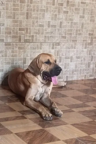 Fila Brasileiro Puro - Padreador / Cruzamento (Excelente Linhagem)
