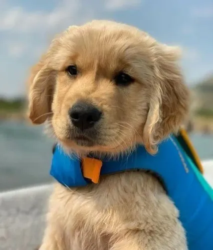 Filhotes de Golden retriever | Amor que ilumina.