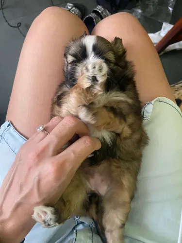 ? Filhote Fêmea Shih Tzu - Nascida em 02/09 Linda filhote fêmea de Shih Tzu disponível! ?