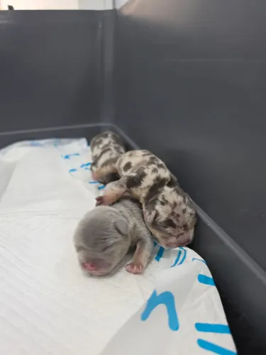 Bulldog frances Lilac Tan Merle 