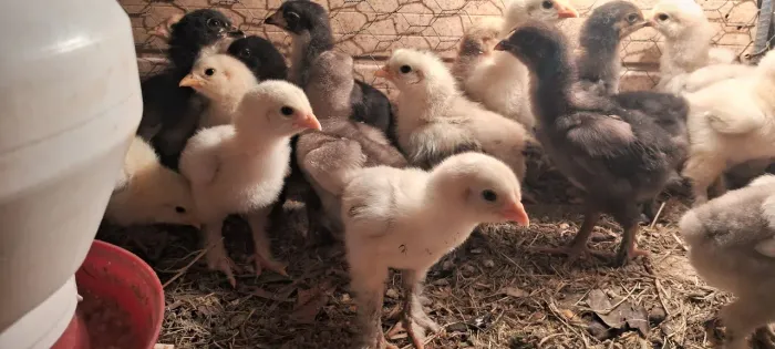 Vendo pintinho de galinha brama em Mateus leme 25.00