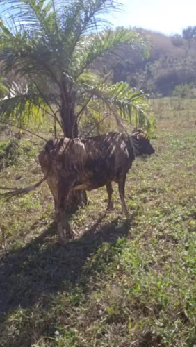 Vendo vaca girlonda jersoladia 