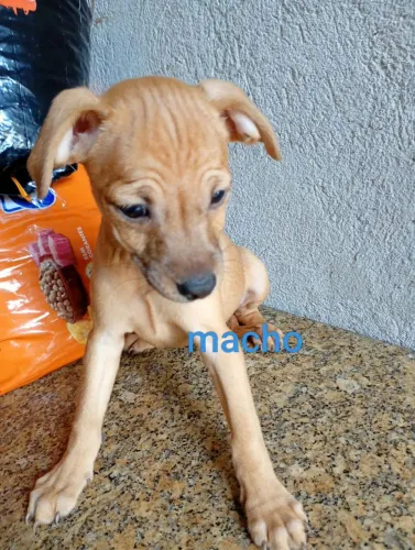 Cachorro Doação