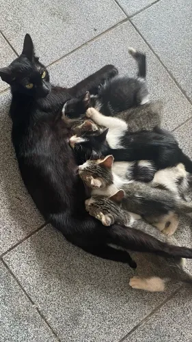 Gatos para adoção, macho e fêmea 