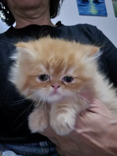 Filhote gato persa em Blumenau 
