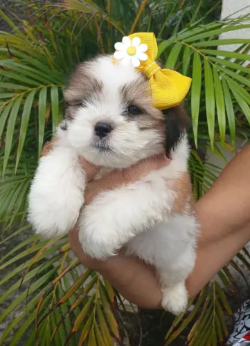 Filhote lhasa apso