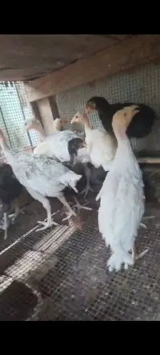 Peruzinho casal