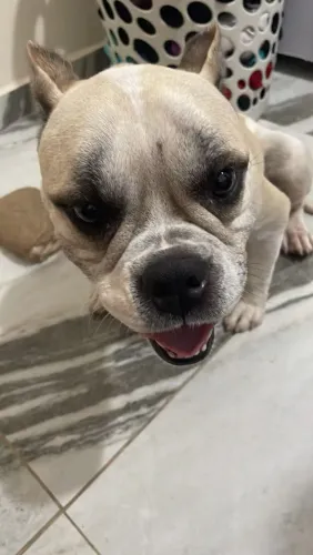 American Bully