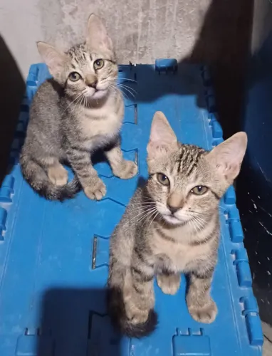 Doação de Gatinhos