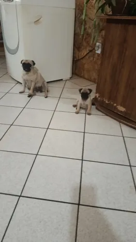 pet