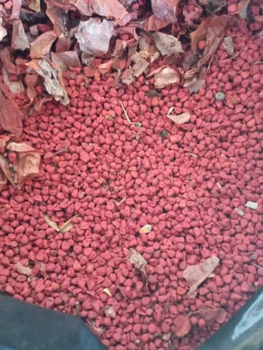 Semente de urucum