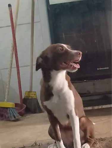 Cachorro 