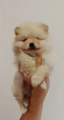 Lulu da Pomerânia ursinho macho 