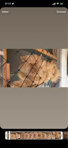 Persa macho padriador