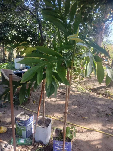Mudas de fruta pão e louro