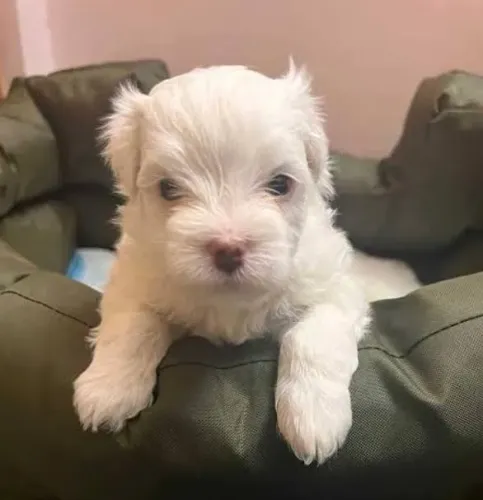 Maltês Mini Filhotes Bem Pequenos. 