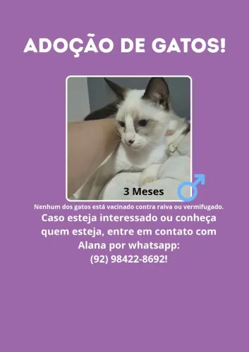 Adoção de Gato!