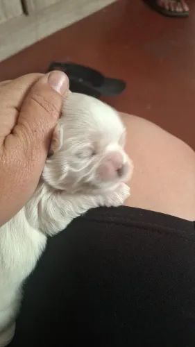 Cachorro shitzu