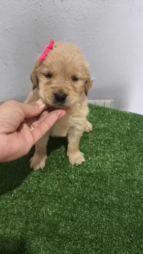 Cães para o dia a dia